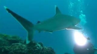 Diving with Silver-Tip Sharks | Dive to Shark Volcano | BBC Earth