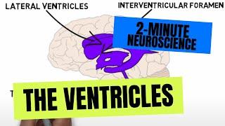 2-Minute Neuroscience: The Ventricles