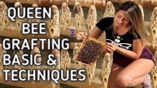 QUEEN bee breeding • bee grafting method • queen grafting for beginners beekeepers