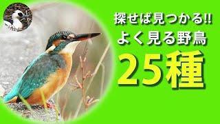 【解説】野鳥観察を始めよう！住宅街、公園、農耕地、水辺でよく見る野鳥25種を紹介！