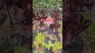 세계인이 사랑하는 상추 이런분은 드시지 마세요 #healing