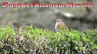 ACCENTEUR MOUCHET - Chant d'Oiseau en ville dans le bruit.