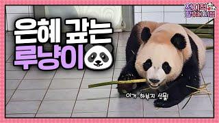 [Grandpa's Perspective] Ep.223 Rui gives Grandpa a bamboo gift  And powerful Hu dong-seok is back