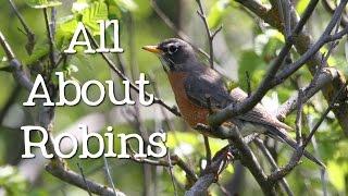 All About Robins: Backyard Bird Series - FreeSchool