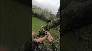 #treework #chainsaw #outdoorwork #woodworking