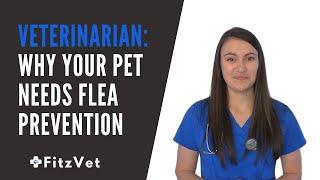 Veterinarian: Why Your Pet Needs Flea Prevention