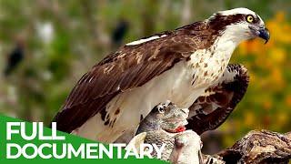 Croatia's Secret Animal Paradise | Free Documentary Nature