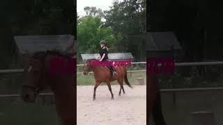 wiśta wio#konie #equestrian #jazda konna