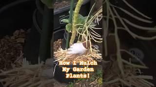 How I Mulch My Garden Plants With Straws And Wood Chips To Prevent Weeds And Retain Water