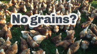 RAISING HENS WITH NO GRAIN. Some thoughts...