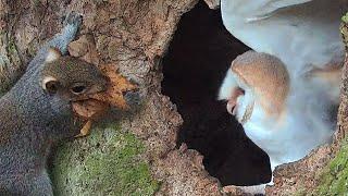 Barn Owl vs Grey Squirrel | Gylfie & Dryer | Robert E Fuller