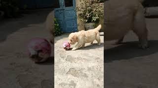 the majestic queen walking  - #dogslove #goldenretriever