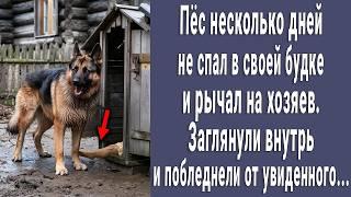 Пес несколько дней не спал в своей будке и рычал на хозяев. Заглянули внутрь и побледнели...