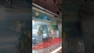 Al Noor aquarium shop 8919447418