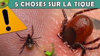 LA TIQUE, UN ANIMAL DANGEREUX ! - EUBLEPHARIS