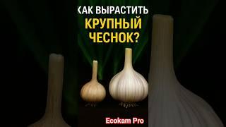 "Как вырастить крупный чеснок без химии?"  #Сад #Огород #Чеснок