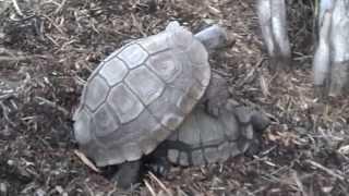 Turtles Mating