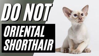 7 Reasons You Should NOT Get an Oriental Shorthair Cat