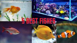 Pet fishes that live long  #fish #fishes