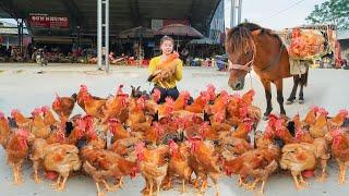 Harvesting Many Chicken and Use Horse Carry To Countryside Market Sell... Ly Tieu Toan