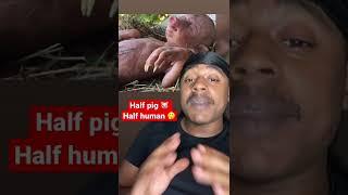 Pig gives birth to Human baby  #shorts #pig