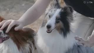 So cute cat and dog funny videos #4|reino animals30