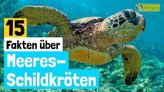 15 Steckbrief-Fakten über Meeresschildkröten - Doku-Wissen über Tiere - für Kinder