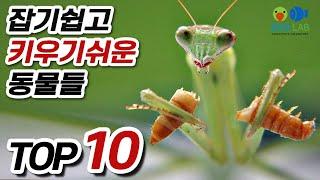 [약혐주의]공원이나 화단에서 쉽게 잡을수 있고 키우기도 쉬운 동물들 TOP10