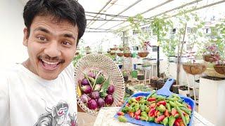 Mera terrace garden || terrace garden || bhakta moran||