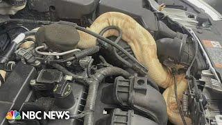 South Carolina mechanic finds 8-foot snake under car's hood