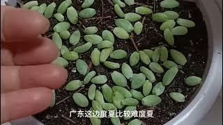 玉坠叶片如何扦插一盆变多盆  #盆栽  #养殖  #多肉植物  #爱好