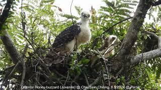 Oriental Honey-buzzard (Pernis Ptilorhynchus torquatus - Chicks) @ Chiu S C DSCN7391