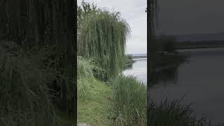 Willow tree mood #nature #sadness #lake #cinematic