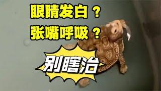 乌龟眼睛发白？张嘴呼吸？白眼or肺炎？都不是！别瞎泡药治死龟了