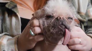 Meet Peggy, Britain's Ugliest Dog