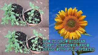 HOW TO GROW RUSSIAN GIANT SUNFLOWER FROM SEEDS WITH FULL UPDATES