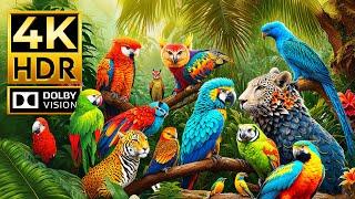 COLORFUL ANIMAL WORLD 4K HDR | with Cinematic Sound (Colorful Animal Life)