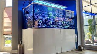 GERMAN REEF TANKS - 1250 Liter SPS Meerwasseraquarium - 180x80x70cm - #aquarium #reeftank #tour