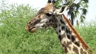 Africa 3 Animals of Lake Manyara National Park