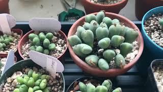 How Conophytum Look When Changing Into Their Dormant Phase