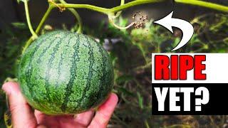 How To Know When Watermelons Are Ripe - Garden Quickie Episode 168