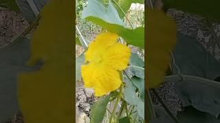 torai ki kheti