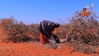 هشدار درباره خشکسالی؛ گرسنگی و مهاجرت شدت می‌گیرد