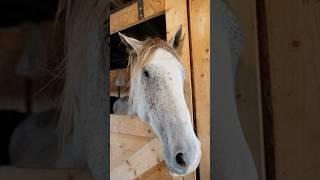 A Fantastic Barn For Your Animals #yourwinnipegrealtor #royallepagerealtor