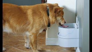 Perpetual Well Automatic Water Bowl