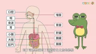 108新課綱｜七上生物｜【觀念】人體的消化作用