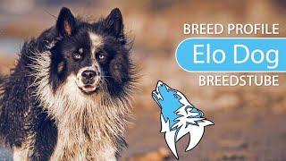 ► Elo Dog Breed [2020] Temperament & Training