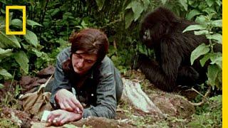 Dian Fossey Narrates Her Life With Gorillas in This Vintage Footage | National Geographic