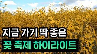 경기도 가을 꽃 축제 추천ㅣ10월 국내 여행지 추천ㅣ서울 근교 가볼만한곳ㅣ양주 천일홍 축제ㅣ경기도 가을 여행지ㅣ당일치기 여행ㅣ가을축제, 나들이 장소ㅣ10월 가볼만한곳