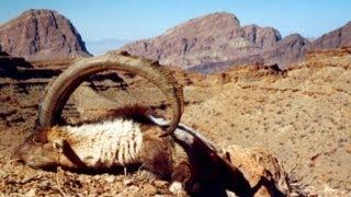 BEZOARD HUNTING (Chasse) in IRAN since 1997 by Seladang